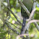 Motmot d'Équateur