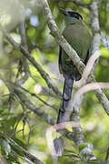 Andean Motmot