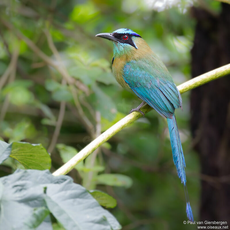 Motmot de Lessonadulte