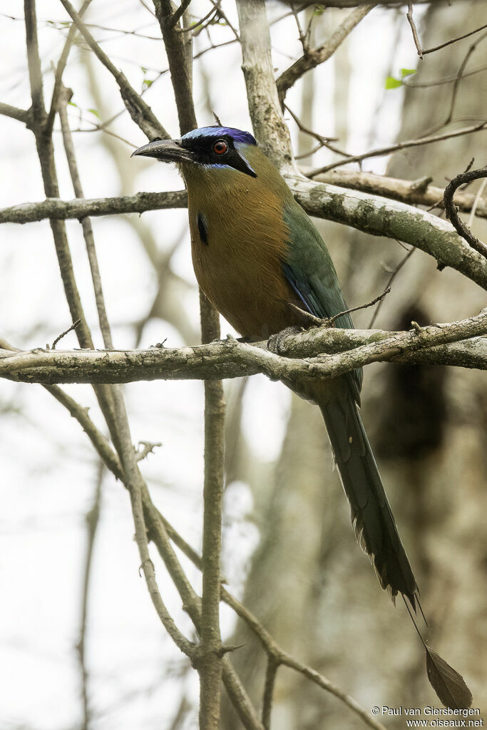 Motmot houtouc