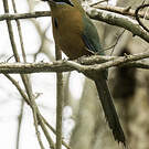 Motmot houtouc