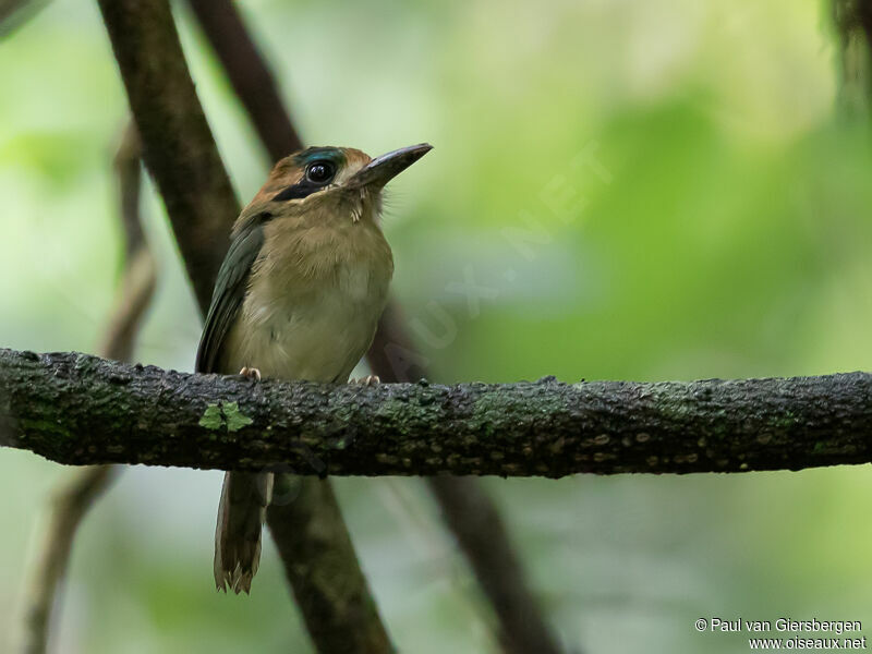 Tody Motmot