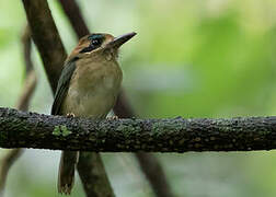 Tody Motmot