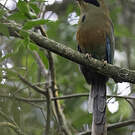 Motmot oranroux