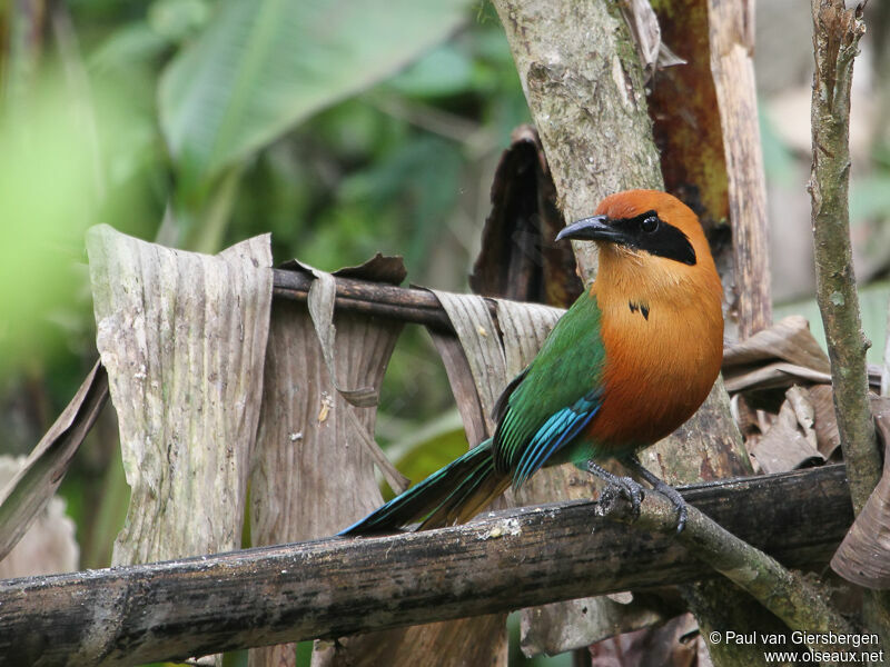 Rufous Motmot