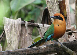 Rufous Motmot