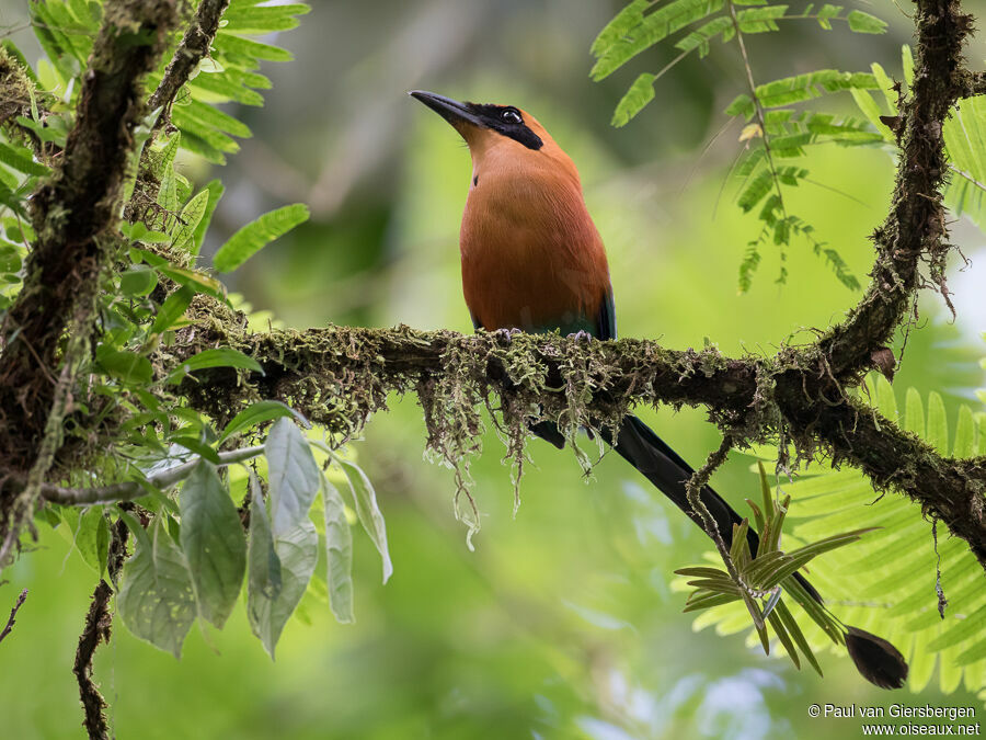 Rufous Motmotadult