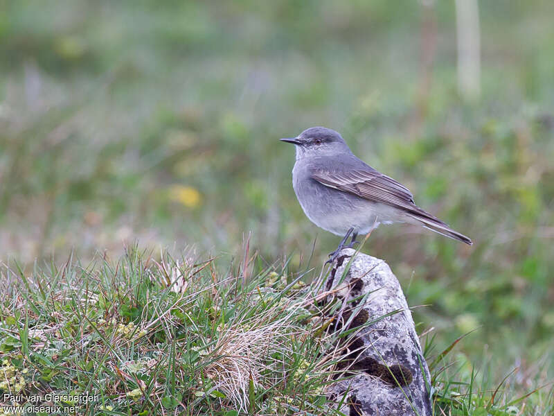 Moucherolle à ailes rousses adulte, identification