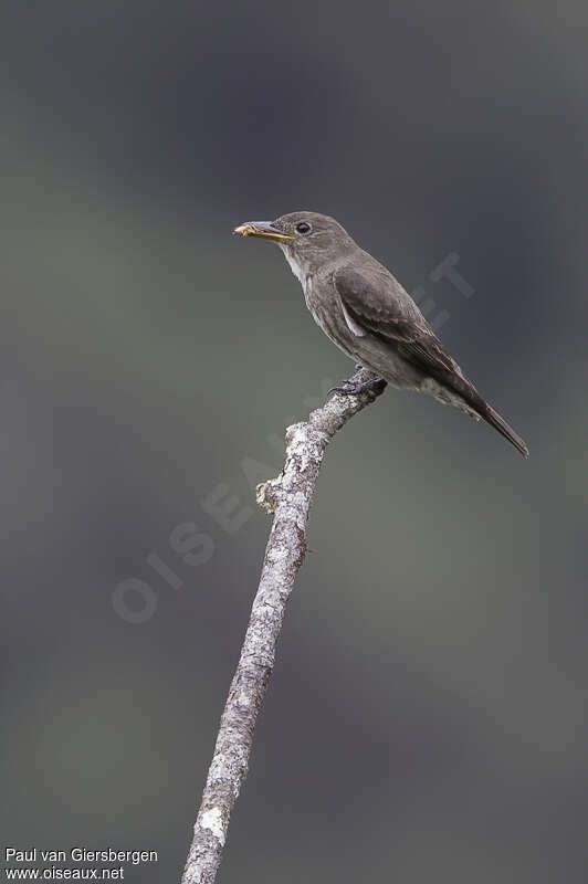 Olive-sided Flycatcheradult, identification, pigmentation, feeding habits