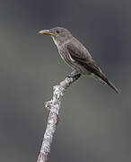 Olive-sided Flycatcher