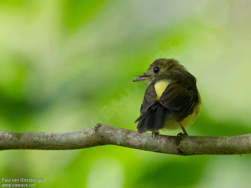 Sulphur-rumped Myiobiusadult, pigmentation