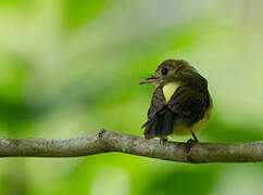 Sulphur-rumped Myiobius