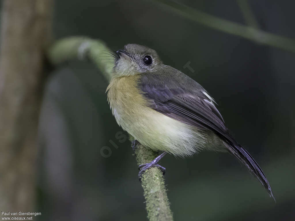 Sulphur-rumped Myiobiusadult, identification