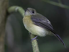 Sulphur-rumped Myiobius