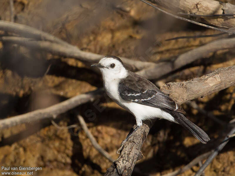 Black-backed Water Tyrantadult, identification