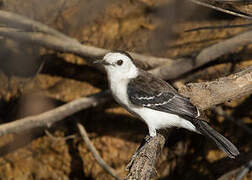 Black-backed Water Tyrant