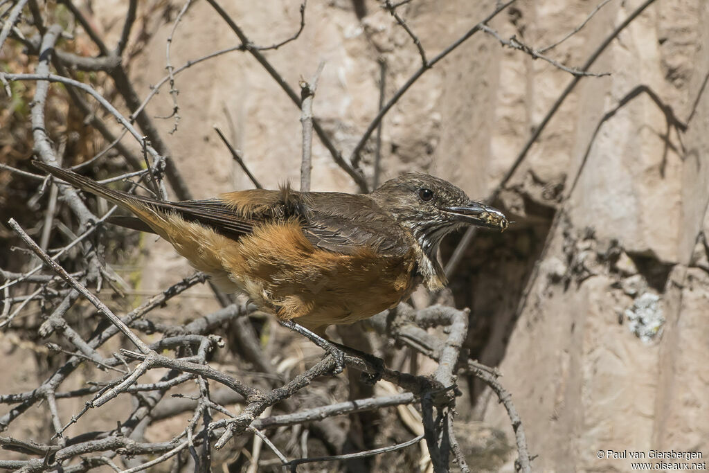 Streak-throated Bush Tyrantadult