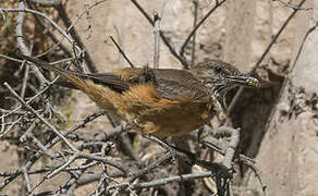 Streak-throated Bush Tyrant