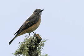 Streak-throated Bush Tyrant