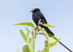 Long-tailed Tyrant