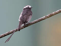 Long-tailed Tyrant