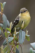 Ochraceous-breasted Flycatcher