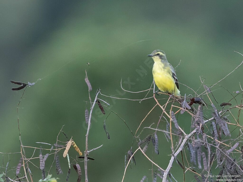 Yellow-browed Tyrant