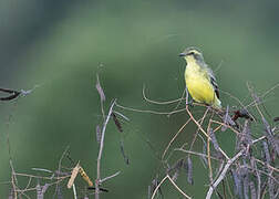 Yellow-browed Tyrant