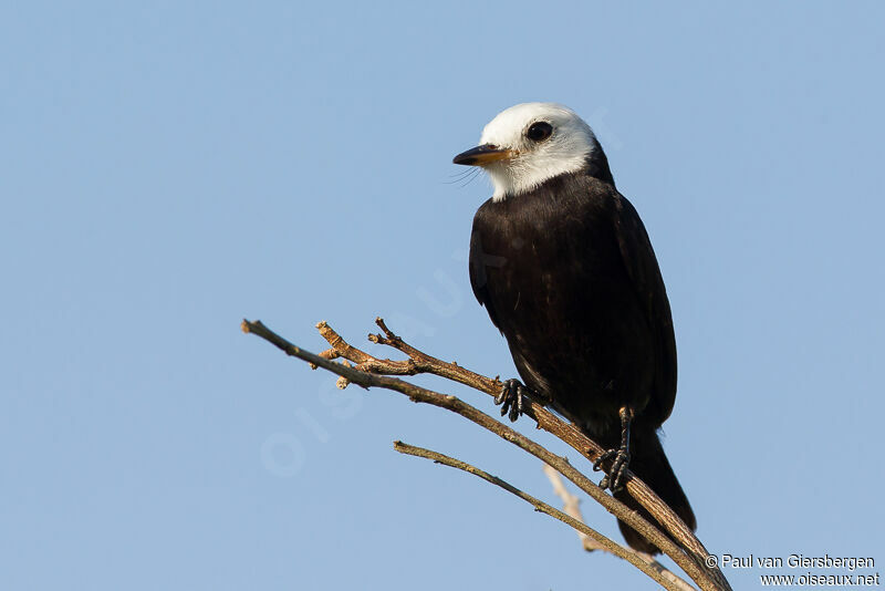 White-headed Marsh Tyrant