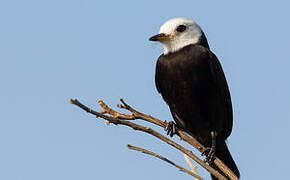 White-headed Marsh Tyrant