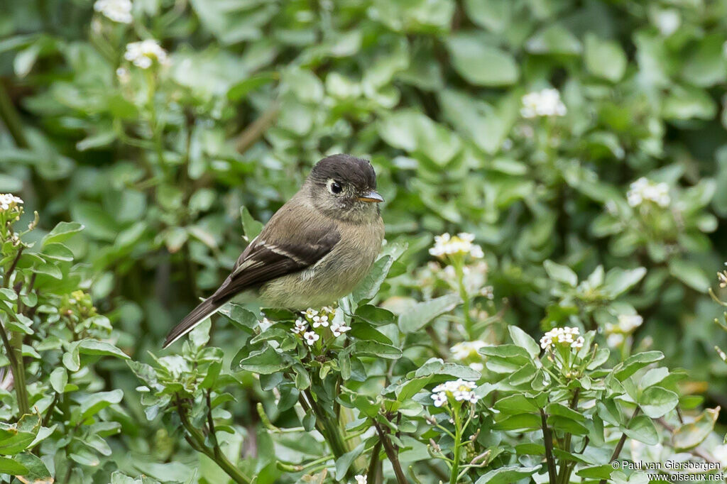 Black-capped Flycatcheradult