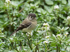 Black-capped Flycatcher