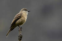 Moucherolle à ventre fauve