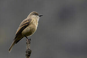 Moucherolle à ventre fauve
