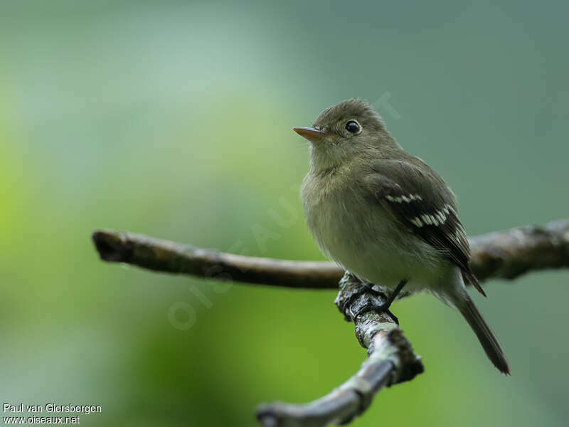 Moucherolle à ventre jaune, identification