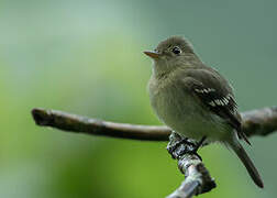 Yellow-bellied Flycatcher