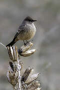 Say's Phoebe