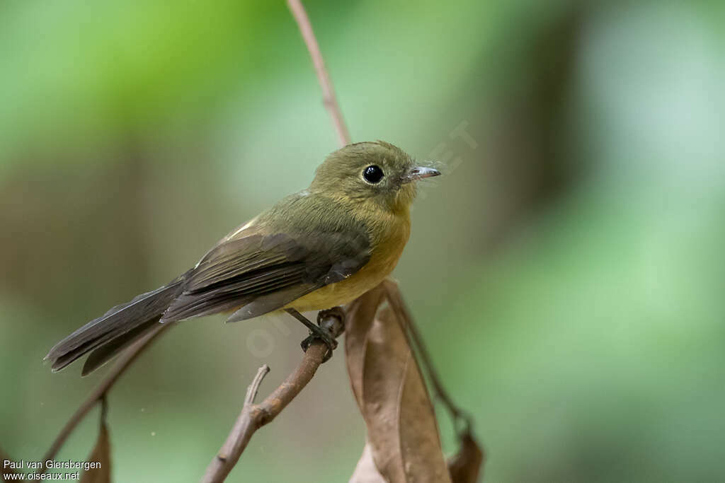 Whiskered Myiobiusadult, identification