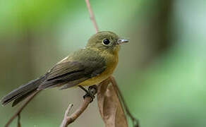 Whiskered Myiobius