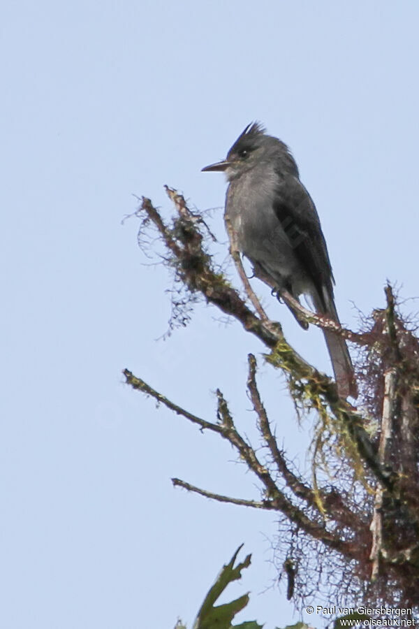 Smoke-colored Peweeadult