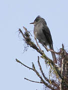 Smoke-colored Pewee