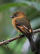 Cinnamon Flycatcher