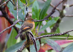 Cinnamon Flycatcher