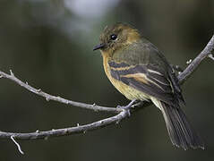 Cinnamon Flycatcher