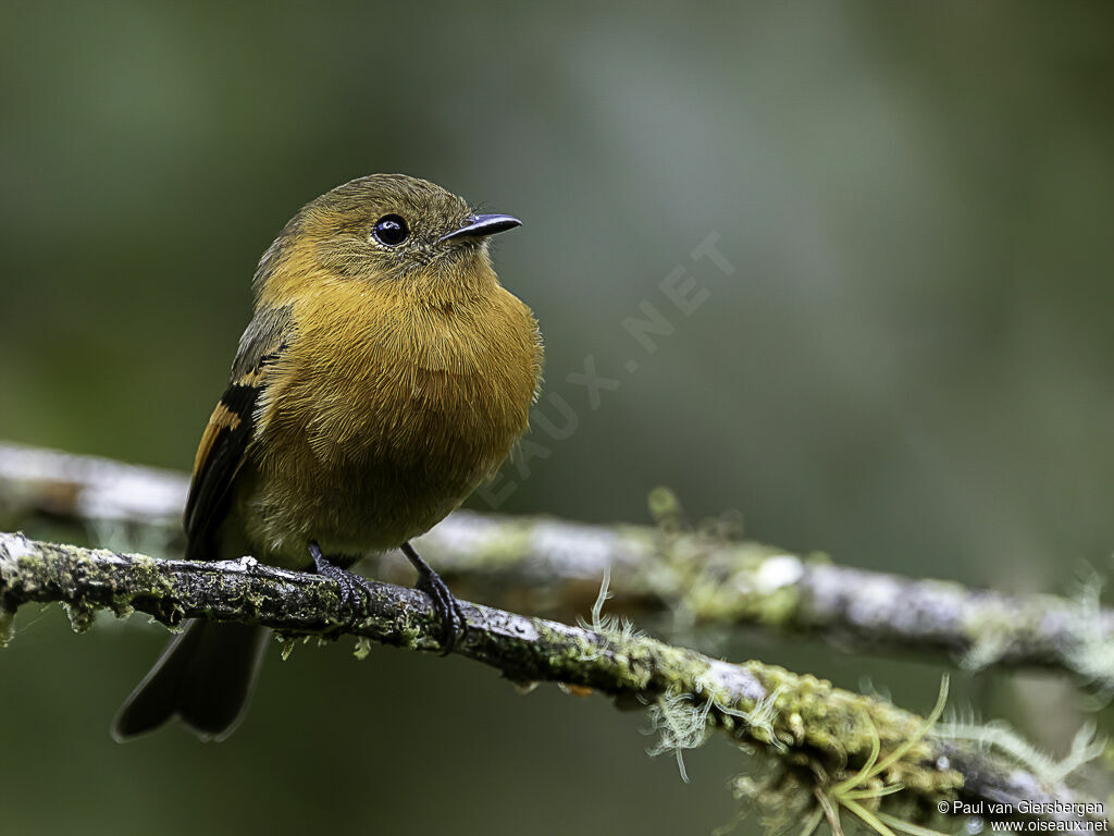 Cinnamon Flycatcheradult