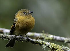 Cinnamon Flycatcher