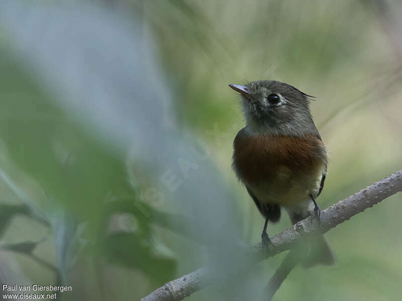 Belted Flycatcher, close-up portrait