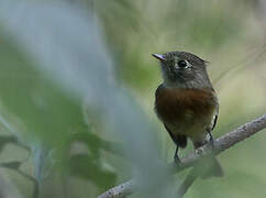 Belted Flycatcher