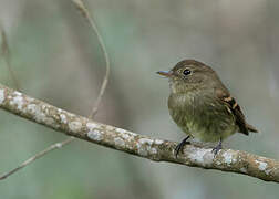 Euler's Flycatcher