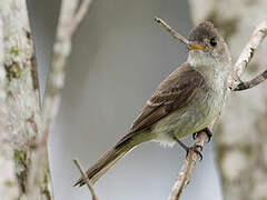 Northern Tropical Pewee